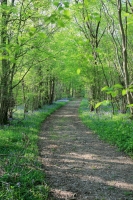 Path and Bluebells