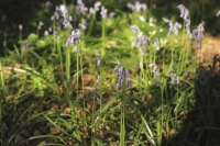 Bluebells