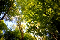 Beech Leaves