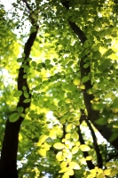 Beech Leaves