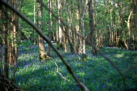 Bluebells