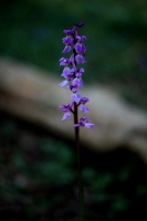 Bluebells