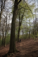 Boy on Woodland Path