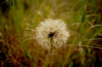 Dandelion