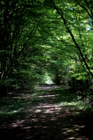 Woodland Path