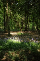 Bluebells in Wood