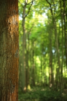 Bark and Wood