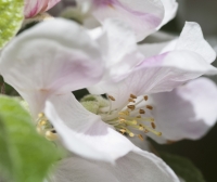 Apple Anthers