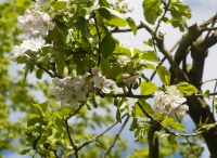 Apple Blossom