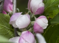 Apple Blossom