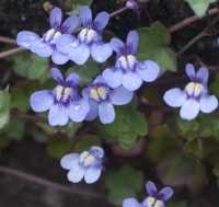 Toadflax Flowers