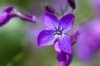 Honesty Flowers