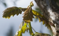 Young Oak Leaves Opening