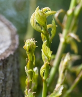 Oak Bud Opening