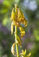 Oak Unfurling