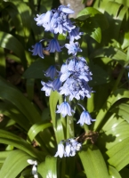 Spanish Bluebell