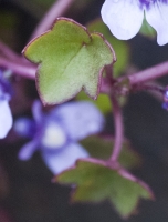 Toadflax Leaf