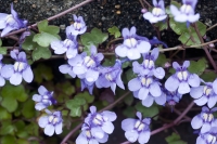 Toadflax Flowers