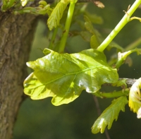 Young Oak Leaves