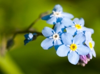 Forget-Me-Not