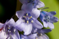 Bluebells