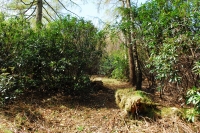 Swinhow Wood