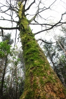 Moss Covered Tree