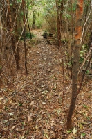 Woodland Path