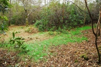 Swinhow Wood