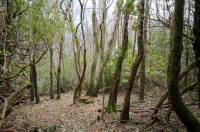 Yemhow Wood