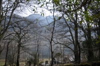 Trees and View in Yemhow Wood