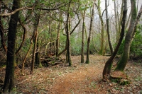 Yemhow Wood