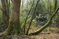 Moss Covered Tree