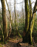 Yemhow Wood