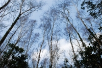 Sky and Canopy