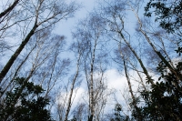 Sky and Canopy