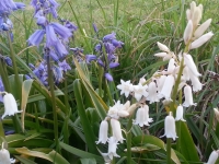 Albino Native Bluebell