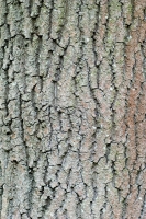 Ash Bark