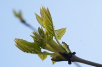 Ash Bud Opening