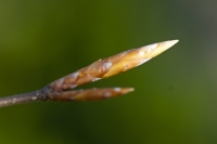 Beech Bud