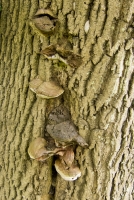 Bracket Fungi