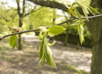 Bud Bursting