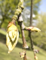 Bud Bursting Plane