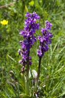 Early Purple Orchid