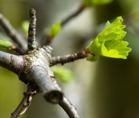 Emergent Hawthorn Leaves