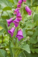 Foxglove