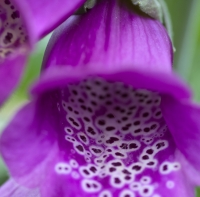 Foxglove