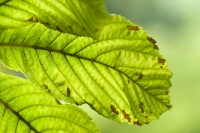 Fungal Blotches on Horse Chestnut Leaf