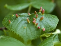 Galls on Lime Leaf