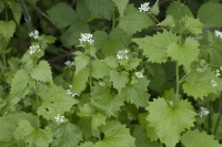 Garlic Mustard Plants